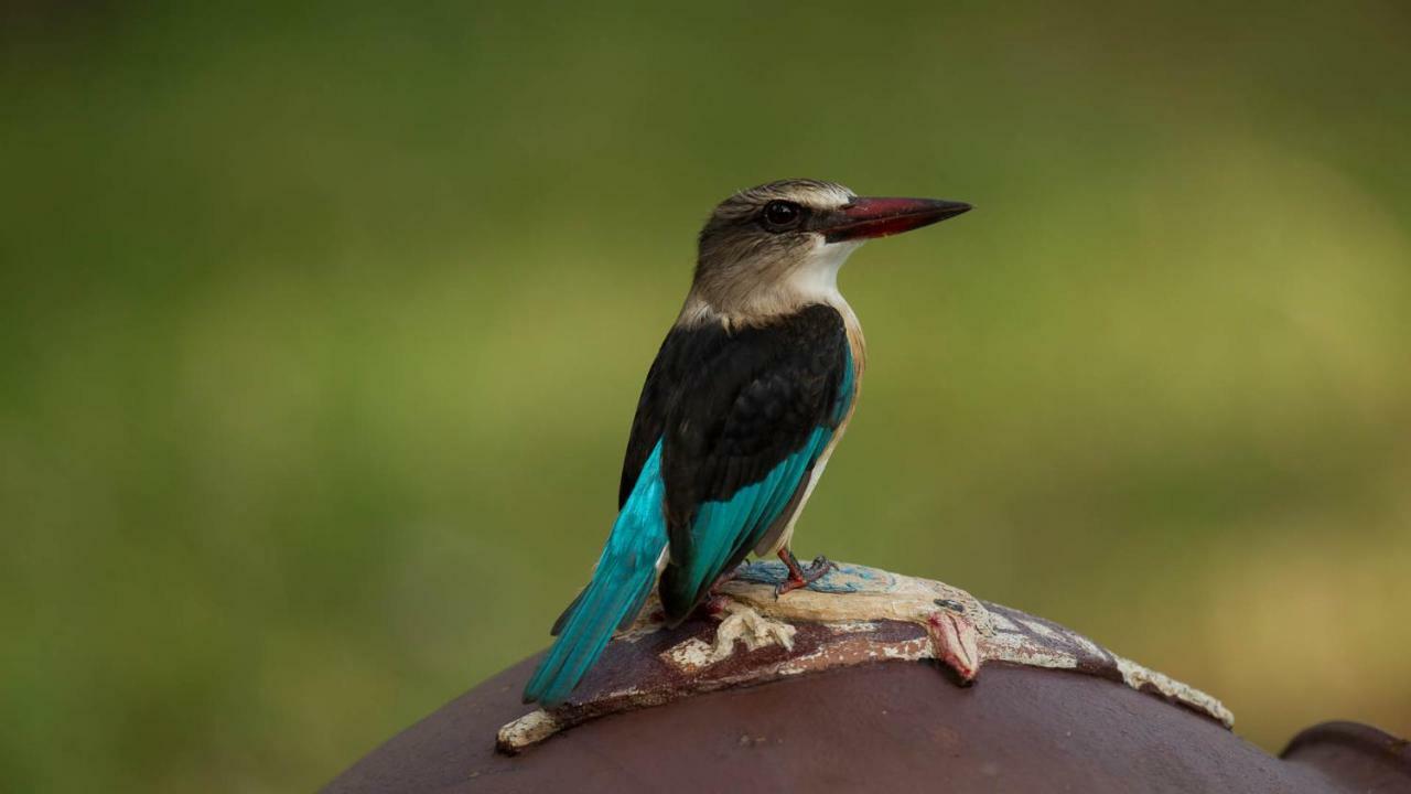 African Ambience Guest House Saint Lucia Estuary Εξωτερικό φωτογραφία